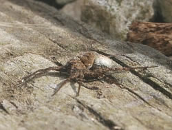 Female wolf spider with egg sac