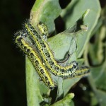 Feeding caterpillars