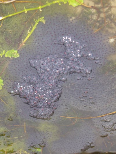 Close up of frog spawn in our pond