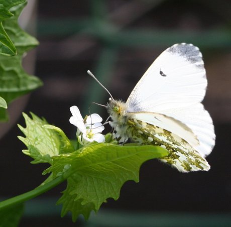 A female orange tip butterfly - 28th April 2007