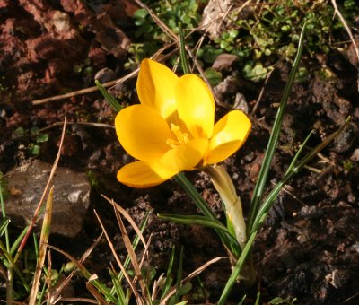 Yellow crocus in flower