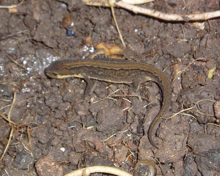 Adult smooth newt (Triturus vulgaris)