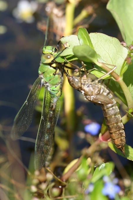 Emperor dragonfly drying its wings having emerged from the nymphal skin