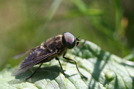 Adult horse-fly