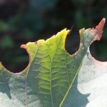 Leaf chewed by leaf-cutting bee (Megachile sp.)