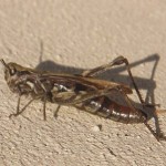 Grasshopper - Chorthippus brunneus