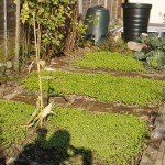 Green manure growing in the veg beds
