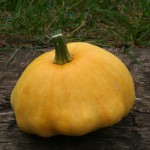 Our Scallopini squash