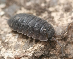 Woodlouse in our garden