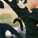 Silhouette of a dead caterpillar