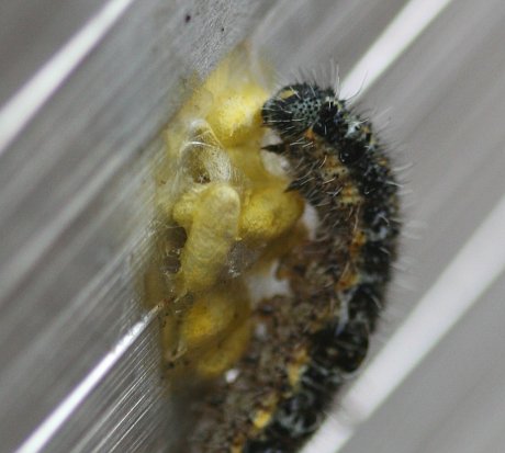 Yellow pupae of Cortesia glomerata underneath their host - the caterpillar of the large white butterfly, Pieris brassicae.