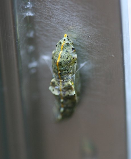 Chrysalis of the large white butterfly