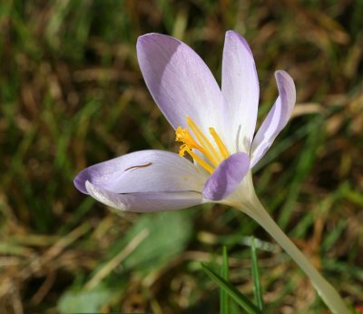 Purple crocus flower