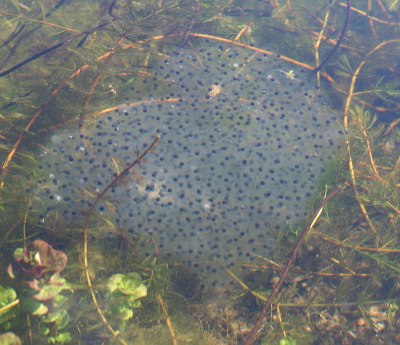 Clump of wild frog spawn - 2007