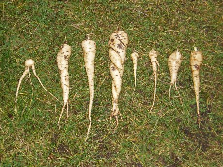Final crop of parsnips from 2007
