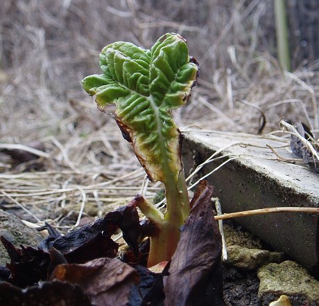 A very early rhubarb leaf