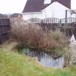 Wintery pond