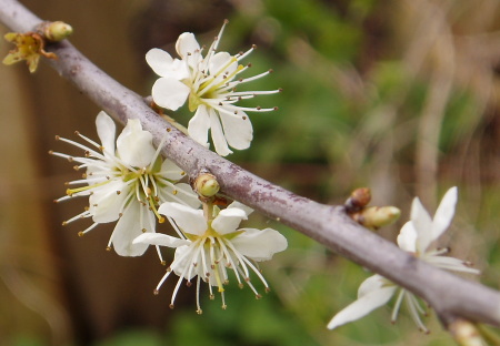 Blossom of the Blackthorn (Sloe)