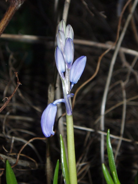 English bluebell flowers not quite ready to open