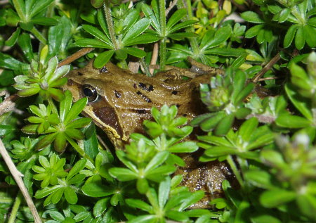 Another picture of the common frog (Rana temporaria)