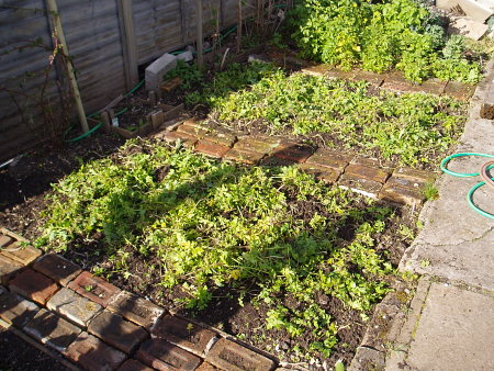 Cut down green manure (mustard) in two veg plots