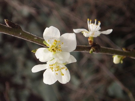 Blossom on our Victoria plum tree