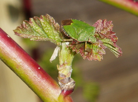 Green shield bug (Palomena prasina)