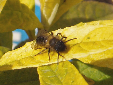 A solitary bee resting on the leaves of a buddleia