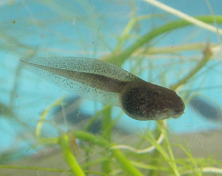 A common frog tadpole from the fish tank indoors