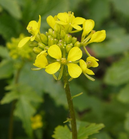 The flowers of the agricultural mustard plant