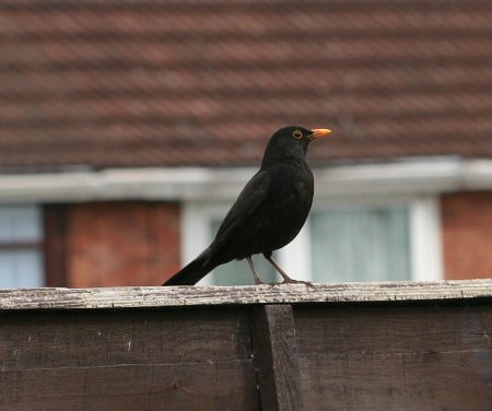 A male blackbird on our fence