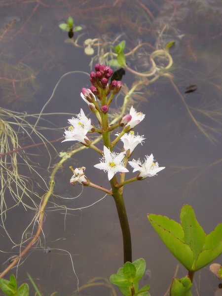 The Bog Bean in flower