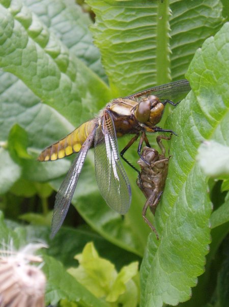 Another view of the newly emerged Broad-bodied Chaser imago