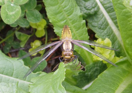 A newly emerged Broad-bodied Chaser imago