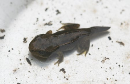 Our first froglet just prior to release