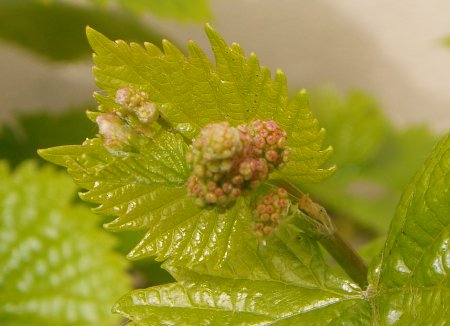 A very early bunch of grapes on the grape vine