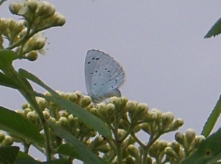 Holly Blue butterfly feeding on Rowan