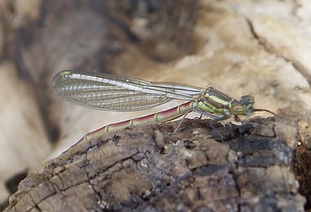 A newly moulted Large Red Damselfly imago