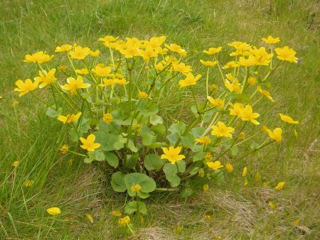 Marsh Marigold in full bloom