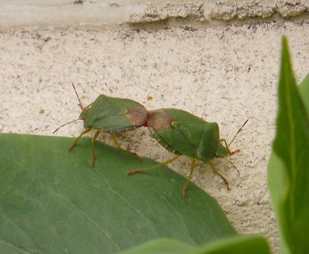 Green shield bugs mating