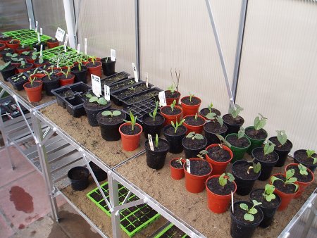 Seedlings in our greenhouse