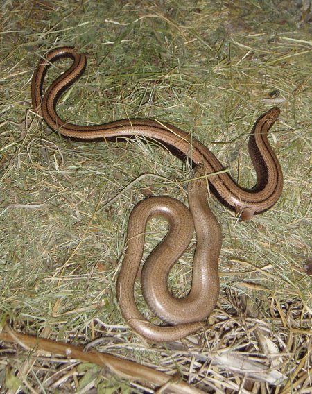 Two slow worms in our compost heap