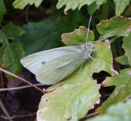 A Small white butterfly (Pieris rapae)