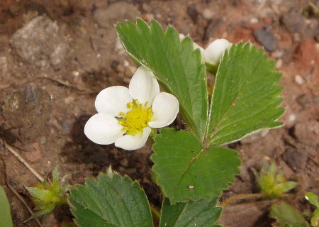 Strawberry flower