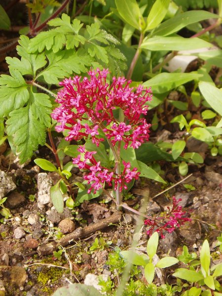 Red Valerian in flower