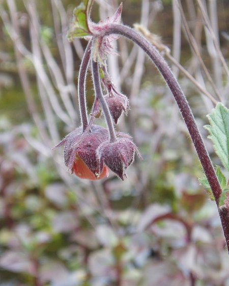 The flowers of the Water Avens