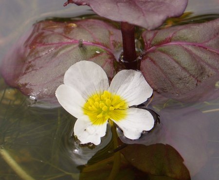 Flower of the water crowfoot