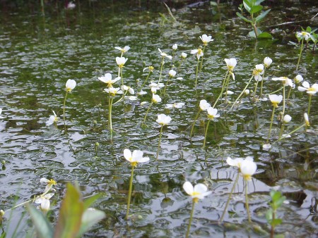 Water-crowfoot in flower