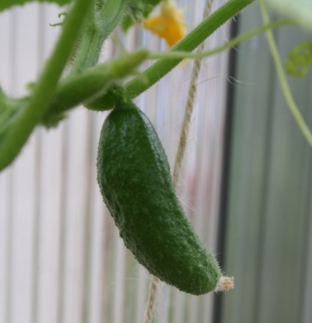 Our first gherkin takes shape