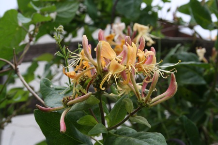 Native honeysuckle flowers